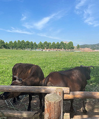 �ϰ����Ĺ������͹�԰˭����̬