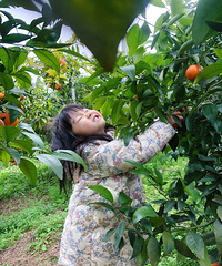 Ҫ԰ѵĲݮ԰ժָ̡Ұˡι