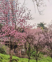 彩云湖跑步,春之绚烂,湖之静谧,你之善良