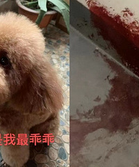 小区的一只泰迪,竟然被主人暴打
