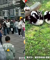 重庆动物园咋一下子火起来了?