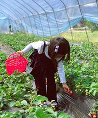 在这里实现摘平菇和草莓自由