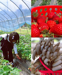 带娃到这里实现摘平菇和草莓自由