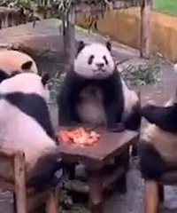 动物园回应4只大熊猫围坐一桌