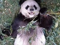丫丫回国申请已公示