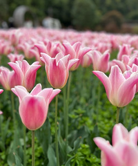 ¶Ӫ伯Сжͯ԰ĵط㺣