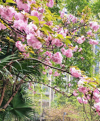 ֵöˢɺ԰Ұ͡ɢкóԵ