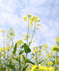 江北塔山公园藏了片油菜花海,2000平方随便拍