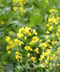 江北塔山公园藏了片油菜花海,2000平方随便拍