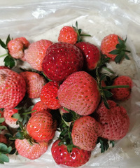 ¶̨߲ˮַˣԼֵĲݮĿ