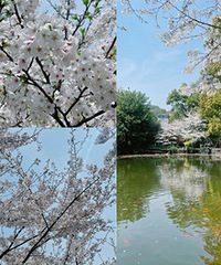 主城3月看花好地方,随便拍都出片