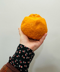 �����ˮ���̿��ǰҰҸ̣�ƽ��һ��һ����12��Ǯ