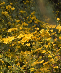 ֵ̫һȥǿҺ꣬ױԼ۱ȸ