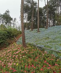 Ѿõͯɭ֣򻨻жͯ԰