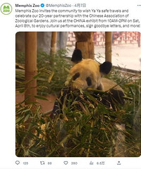 孟菲斯动物园为“丫丫”办告别派对