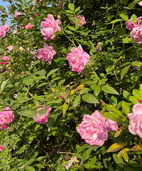 87���С������飬�������пͷ�����