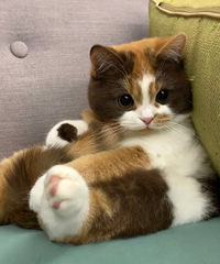 猫毛满天飞,大家有什么清洁神器推荐吗?
