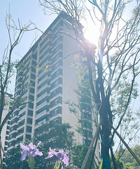 璧山央企现房实地园林,大家来猜猜是哪个楼盘