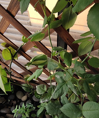 ������������������ȣ�������������Ҫð������