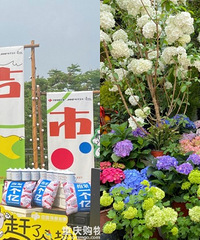 熊婆婆花园集市居然出新花样了?