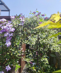 Ҽ40ƽ¶̨Ȼ԰糵򿪵ó׳ۣ