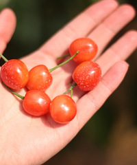 Ѿȥժ3ӣң˵˵ʵͱ׵