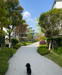 �޽����£����ҿ��������ĸ�С�����ų�������С���л������֮һ