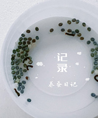 又到了养蚕记,请问蚕结茧之后如何处理?
