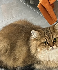 90��157CM������Сѧ�ڱ��ʦ���飬ϣ���Է�85~91��