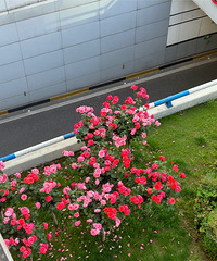 �����̻�����ĺ�Ư�����°��ĵ�·�ϵİ������¼�����