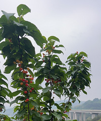 ����Ҫʵ��ӣ�����ɣ�ÿ��ȥ�ɽ�Է������¾�ϲ