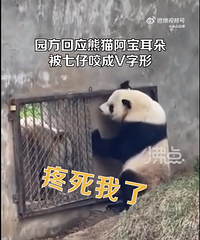 熊猫阿宝耳朵被七仔咬成V形