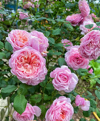 ������������ɽĳ��԰�����Դ����ۻ�ÿһ�����Ƿ羰