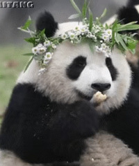 ������ֵ����  �ݶ����ҩ19����Ӥ����ͯ��װ35