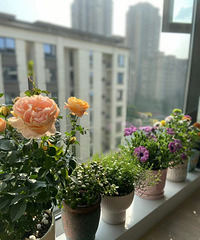 ��һ��լ�Ҿ�������С�ѣ���һ����Ӱ����һ������һ����