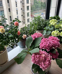 ��һ��լ�Ҿ�������С�ѣ���һ����Ӱ����һ������һ����