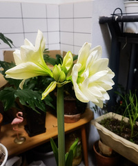 阳台花园——虹越阿弗雷种植25天后开花了