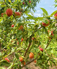 ����ͯ��Ϫ����������������ĺ��ʺϴ�ũ��