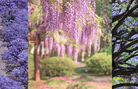 紫藤瀑布和薰衣草海,梦幻的氛围丝毫不输普罗旺斯