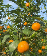 ��ɽƺ��ߵĳ���ժ������һ�����ڿ���ʵ��ˮ�����ɺ���