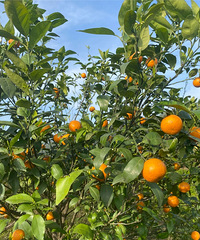 ��ɽƺ��ߵĳ���ժ������һ�����ڿ���ʵ��ˮ�����ɺ���