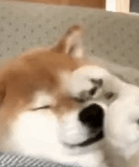 ������ֵ���򡿼���Ī����T��29�������˼���ʨ��3��21