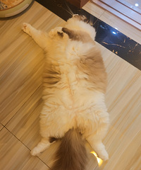 90��165CM��С������飬���»�������������