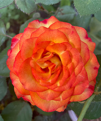 92��ĳҽԺ�������ڻ�ʿ�������飬ϣ���Է������ȶ�