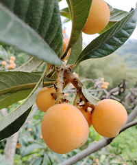 ��������ǰ������һ�����˲�ժ���Ϻ�����԰��԰20����Ѵ�2��