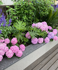 ڴĻ԰ѽڣɹɹһĻ԰