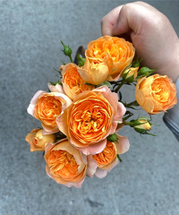 93��160CM��ѵѧУ���������飬ϣ���Է������ȶ�