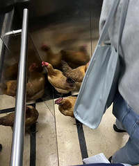 ������ҭ��С��������������Ҫ��������¥���޼���