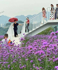 �������޲ݻ���������������޲ݵ���ѹ���ʱ��