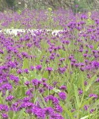 �������޲ݻ���������������޲ݵ���ѹ���ʱ��